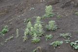 genus Cirsium