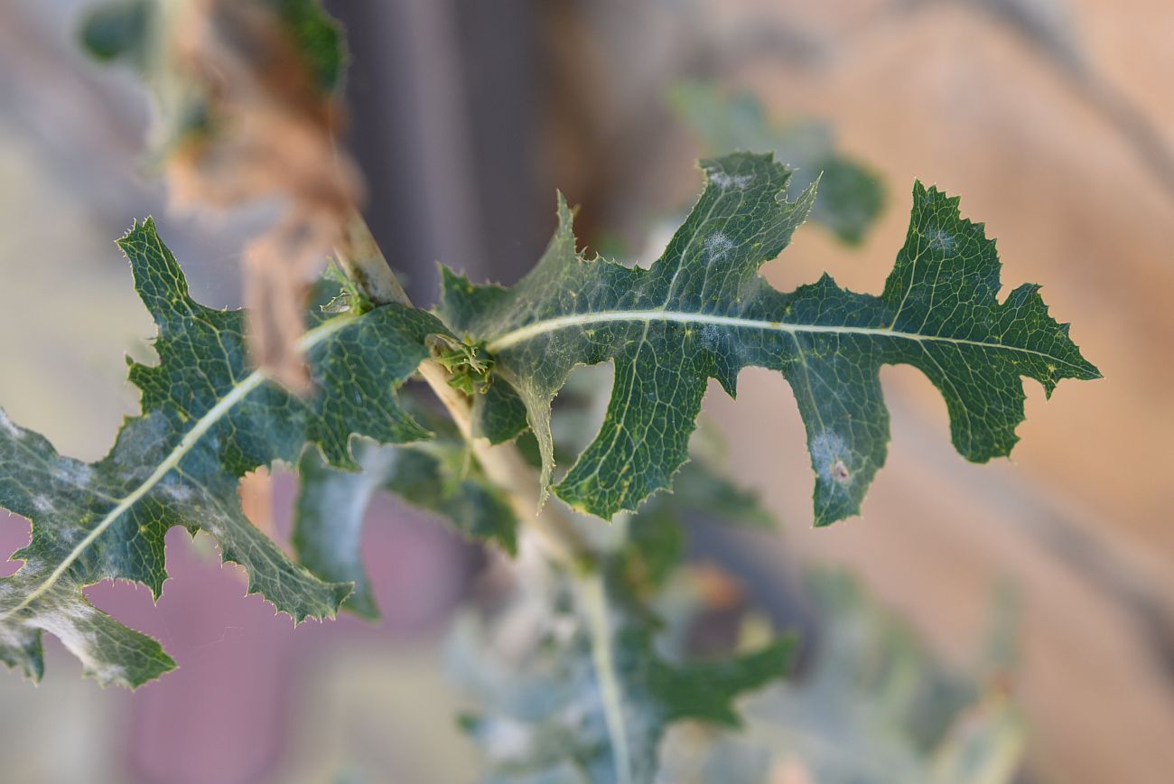 Image of Lactuca serriola specimen.