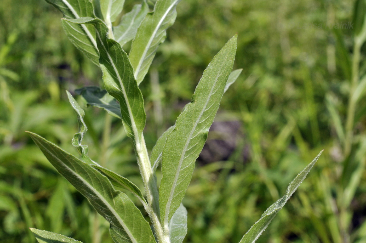 Изображение особи Oenothera depressa.