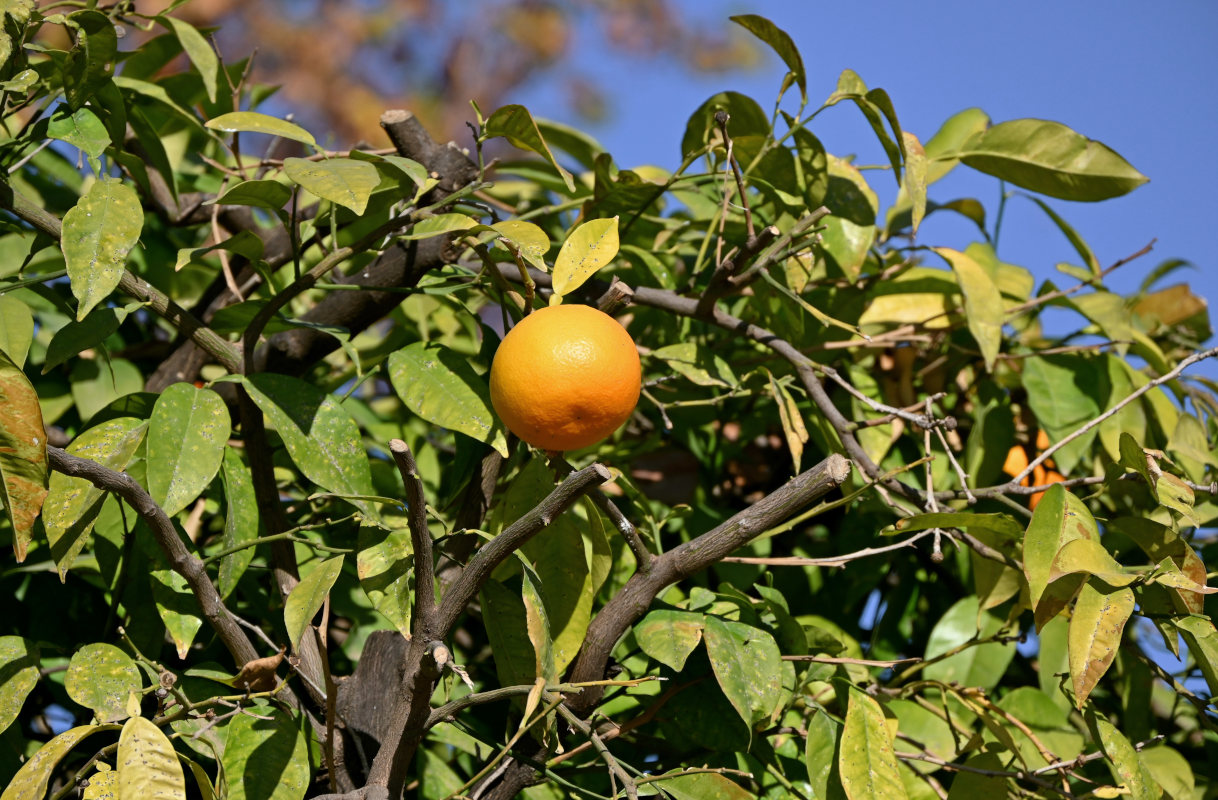 Изображение особи Citrus sinensis.