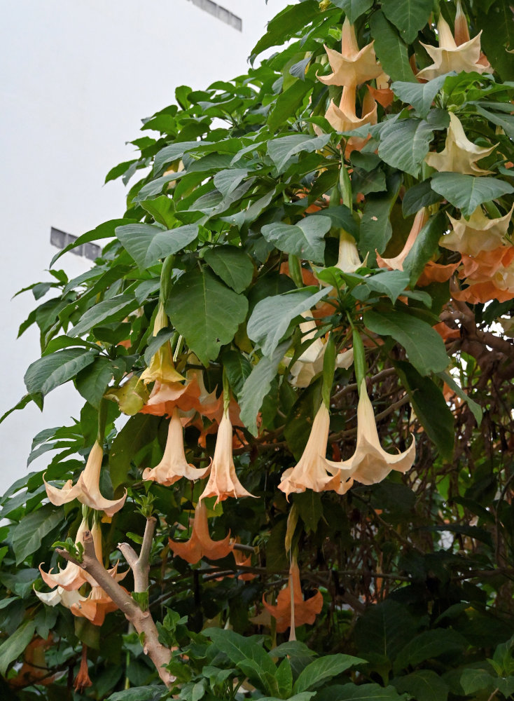 Image of Brugmansia arborea specimen.