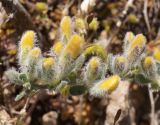 Genista albida