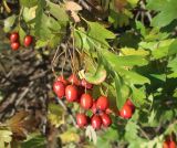 род Crataegus. Верхушки побегов с соплодиями. Тверская обл., г. Тверь, Пролетарский р-н, просп. 50 лет Октября, в озеленении. 18.09.2022.