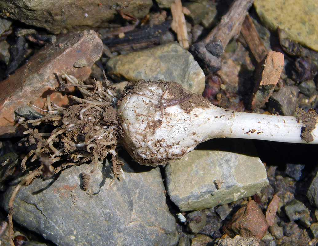 Image of Allium decipiens specimen.