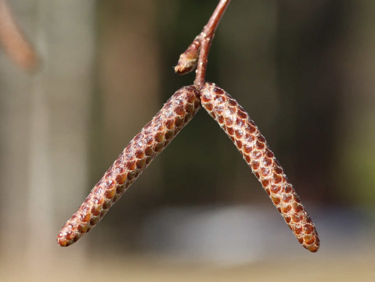 Image of Betula papyrifera specimen.