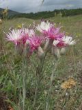 Jurinea stoechadifolia