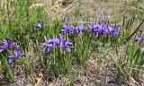 Iris uniflora