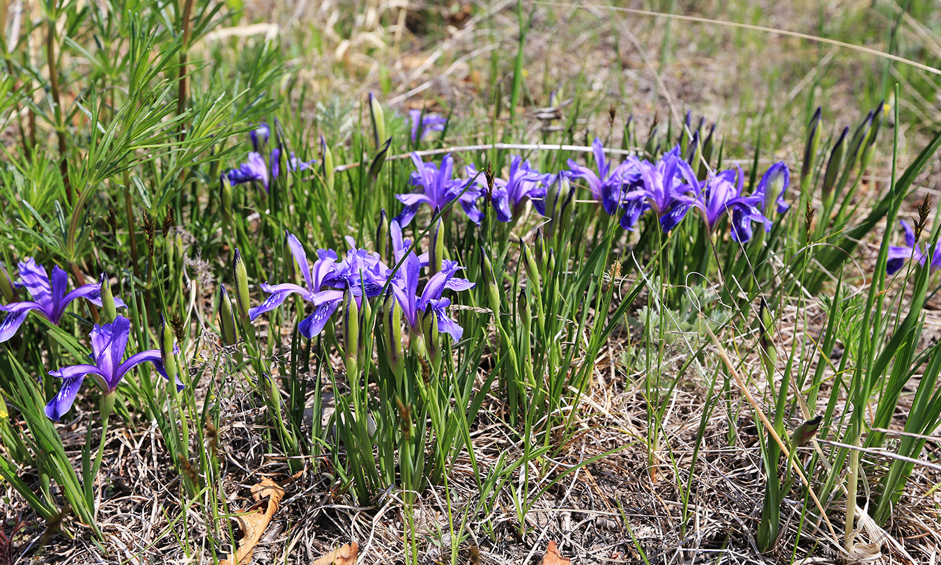 Image of Iris uniflora specimen.