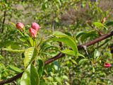 Malus baccata