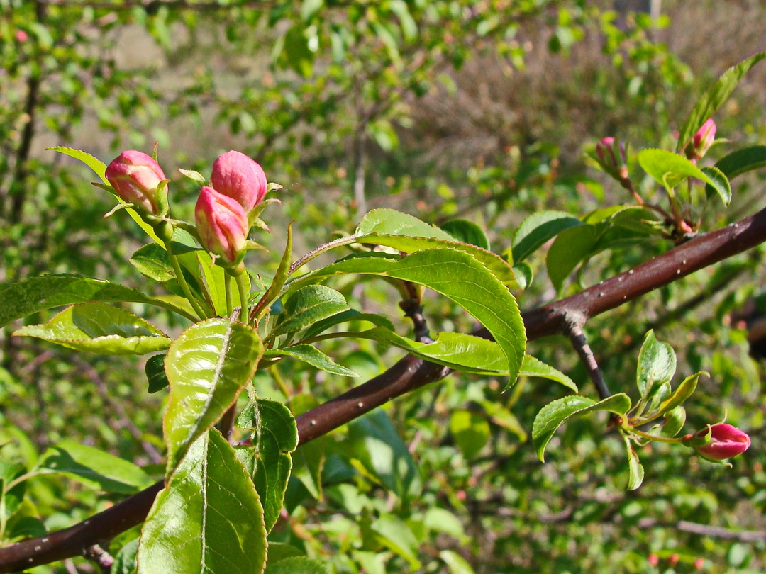 Image of Malus baccata specimen.