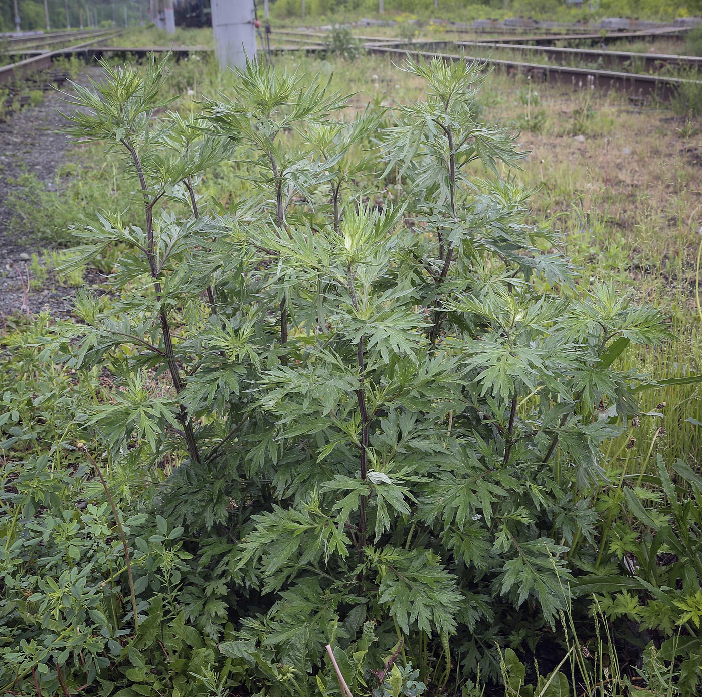 Изображение особи Artemisia vulgaris.