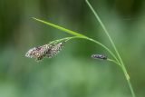 genus Carex. Верхушка растения с соцветиями. Карачаево-Черкесия, Зеленчукский р-н, окр. пос. Архыз, ущелье ручья Баритовый, каменистый склон. 10.06.2023.