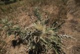 Cirsium turkestanicum