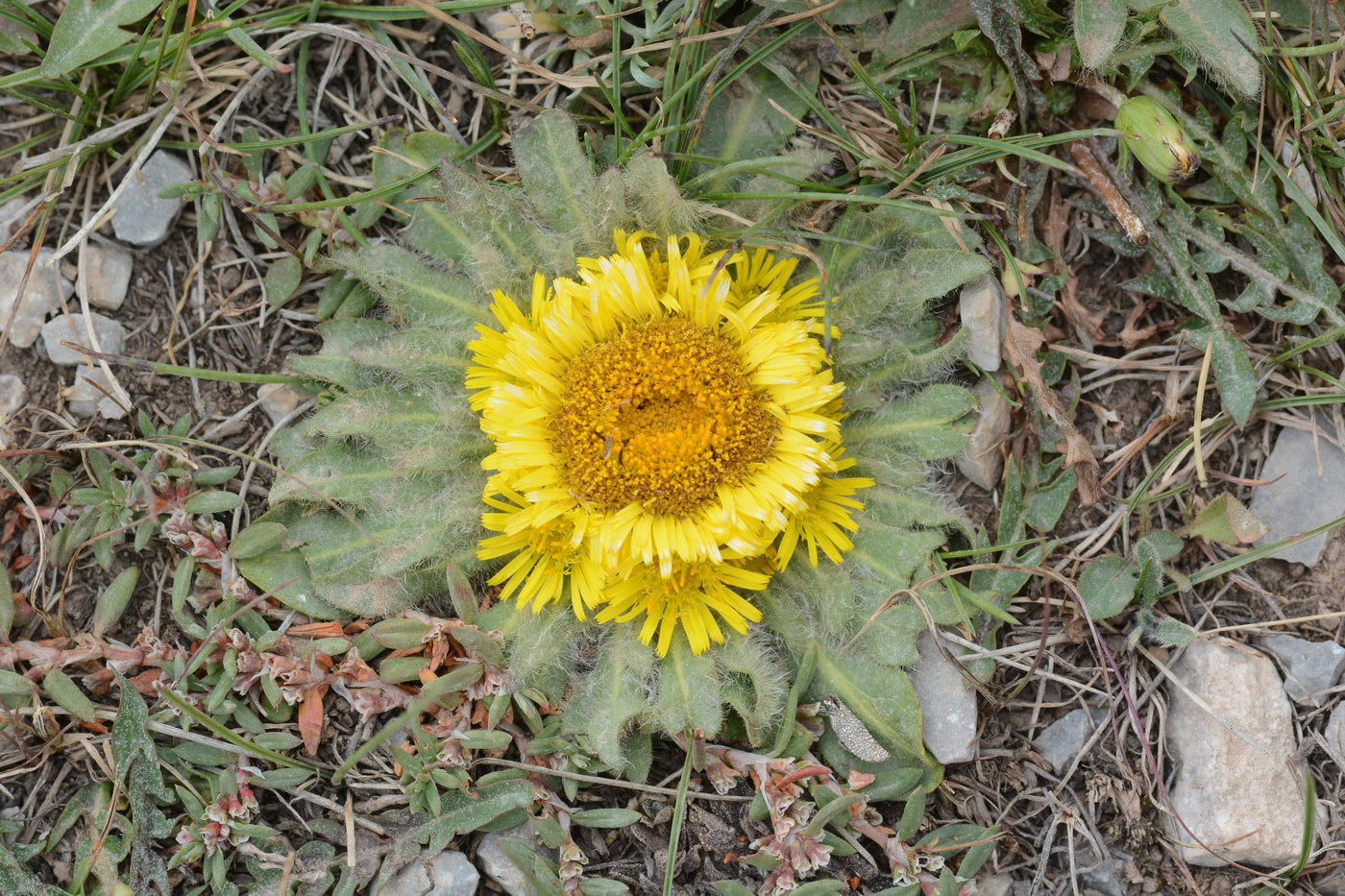 Изображение особи Inula rhizocephala.