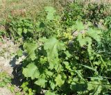 Xanthium orientale