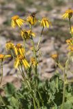 Senecio taraxacifolius. Верхушка растения с соцветиями и сидящим насекомым. Кабардино-Балкария, Эльбрусский р-н, гора Чегет, ≈ 3050 м н.у.м., каменистый склон. 23.08.2023.