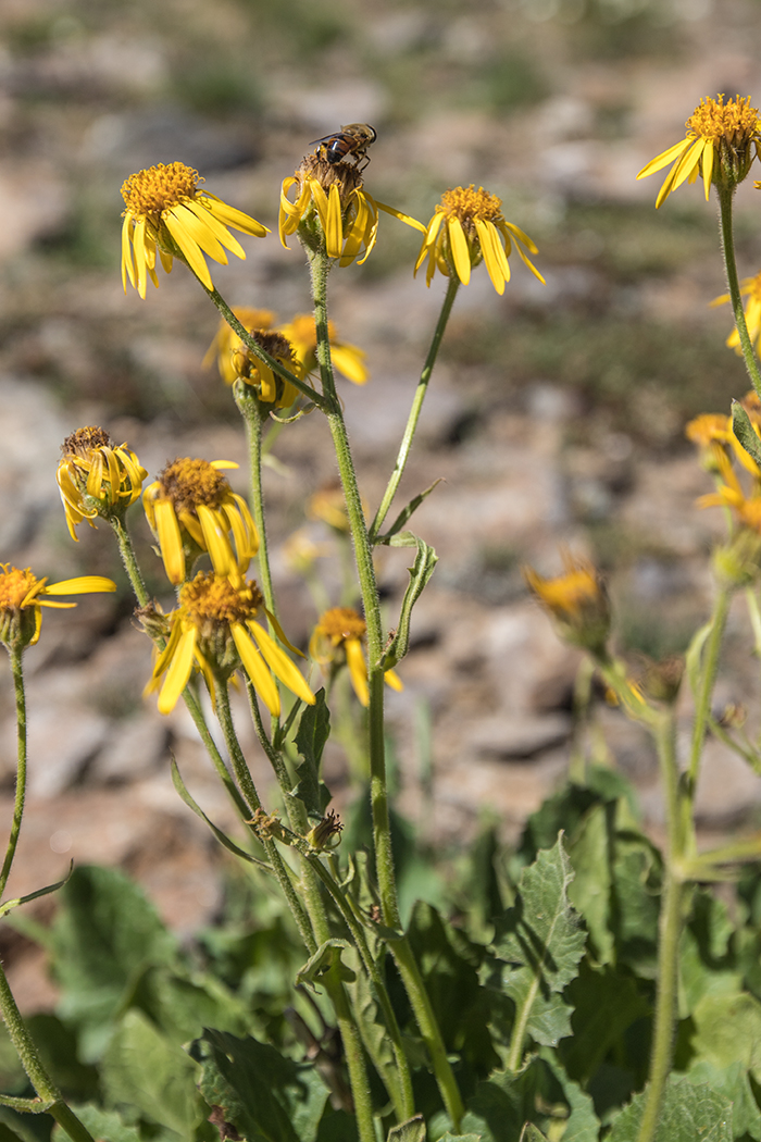 Изображение особи Senecio taraxacifolius.