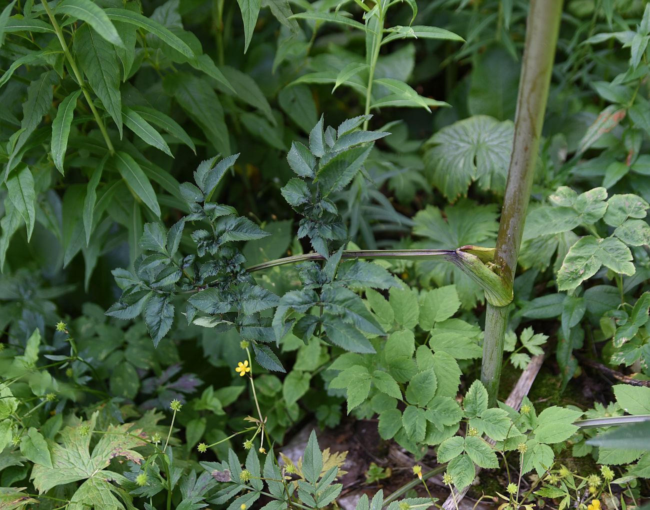 Image of Angelica sylvestris specimen.