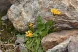 Taraxacum stevenii. Цветущее растение. Карачаево-Черкесия, Карачаевский р-н, ущелье р. Кичкинекол (Узункольский), ≈ 2410 м н.у.м., морена ледника Большой Кичкинекол, среди камней. 21.07.2023.