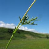 Potentilla conferta. Средняя часть побега с листом и прилистниками. Восточный Казахстан, Южный Алтай, сев. подножья хр. Сарымсакты, Бухтарминская впадина, ур. Кара-Джир, разнотравье на берегу термального ручья. 26 июня 2023 г.