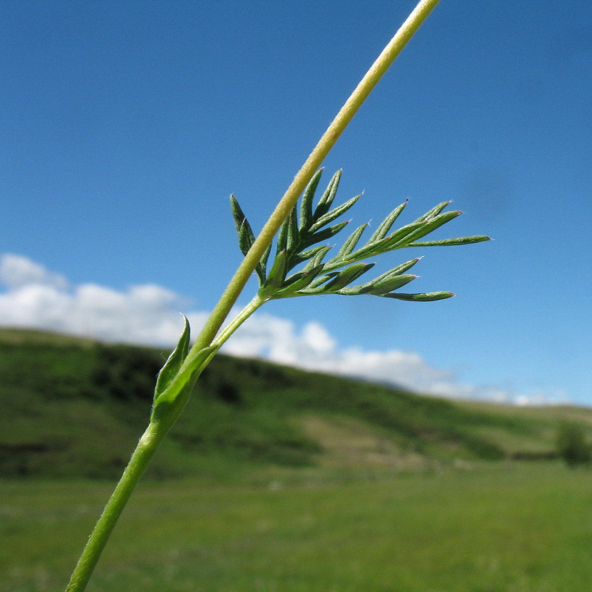 Image of Potentilla conferta specimen.