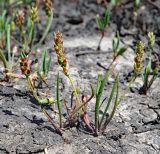 Plantago tenuiflora. Плодоносящие растения. Внизу видно плодоносящее растение мышехвостника маленького (Myosurus minimus L.). Ульяновская обл., Новомалыклинский р-н, долина р. Бол. Авраль, остепнённый луг, вытоптанный скотом засолённый участок. 13.05.2023.