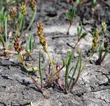 Plantago tenuiflora