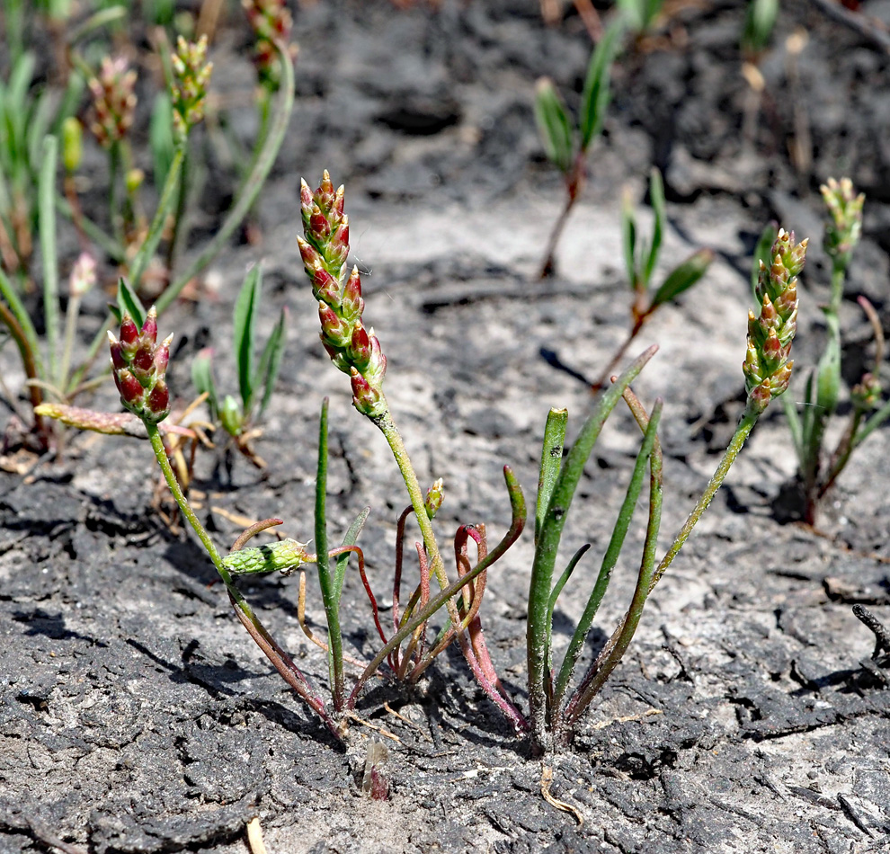 Изображение особи Plantago tenuiflora.