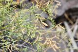 Vicia costata