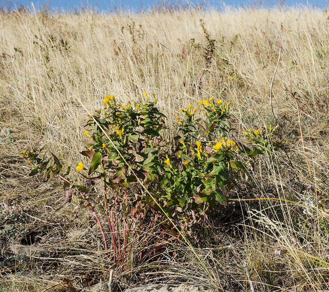 Image of Hieracium virosum specimen.