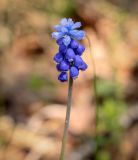 genus Muscari. Соцветие. Пермский край, г. Пермь, Дзержинский р-н, м-н Акуловский, липовый лес. 13.05.2023.