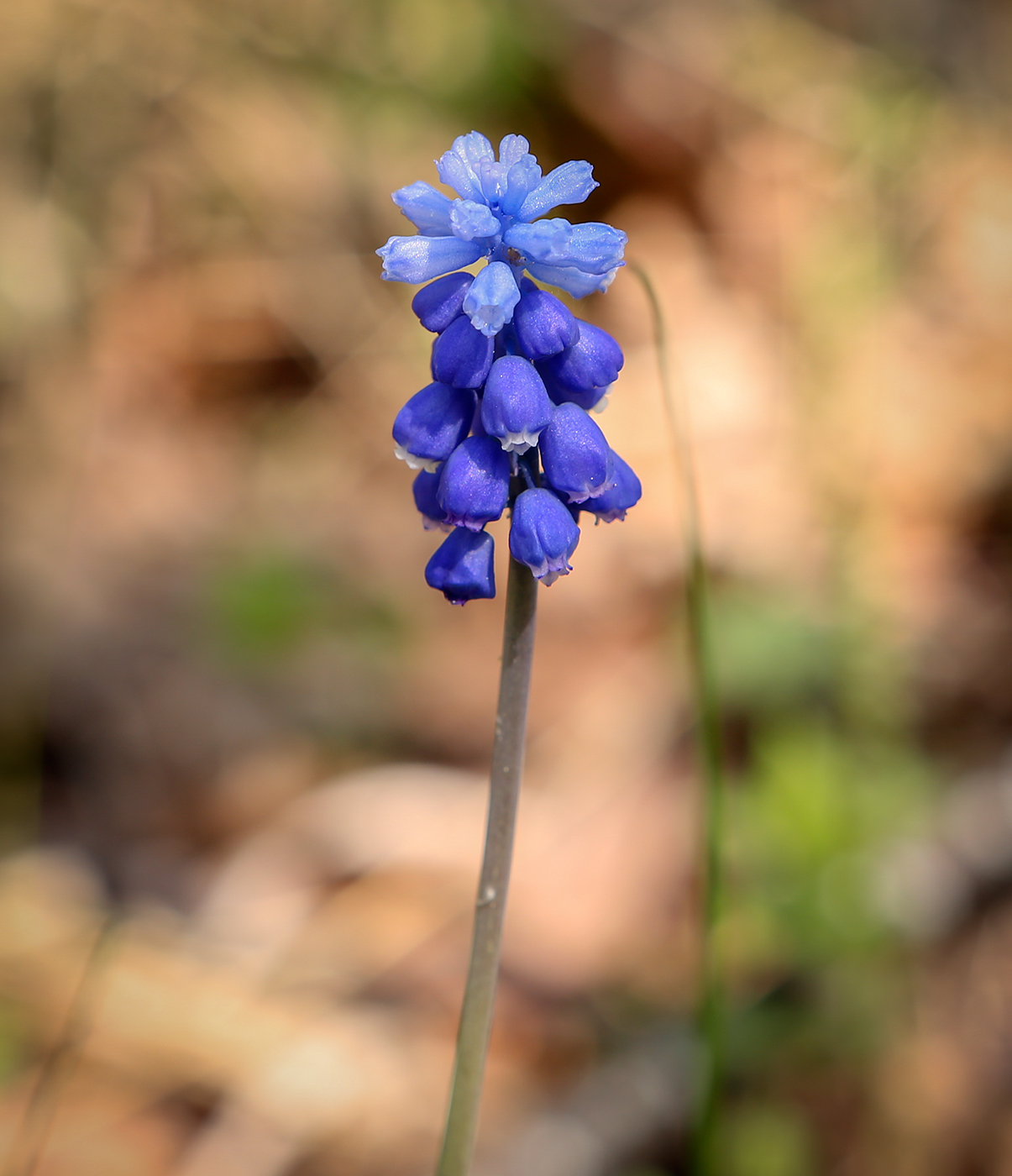 Изображение особи род Muscari.