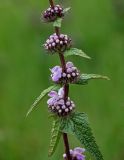 Phlomoides tuberosa. Часть побега с распускающимися соцветиями. Армения, обл. Гегаркуник, берег оз. Севан, гора Артаниш, ≈ 2200 м н.у.м., луговой склон. 23.06.2022.