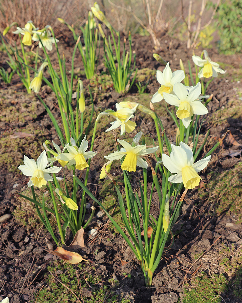 Изображение особи Narcissus pseudonarcissus.