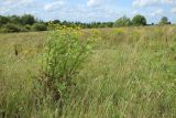 Tanacetum vulgare