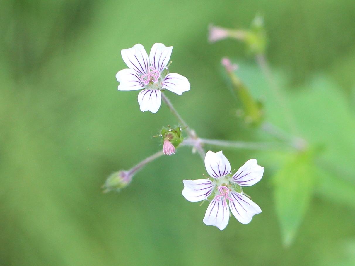 Изображение особи Geranium krylovii.