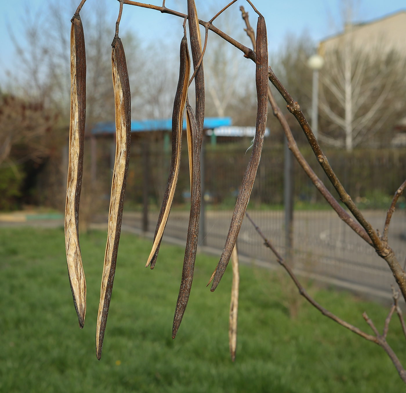 Image of Catalpa bignonioides specimen.