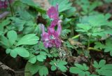 Corydalis caucasica