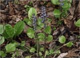 Ajuga reptans. Верхушки бутонизирующих растений. Московская обл., Раменский р-н, окр. дер. Хрипань, садовый участок. 06.05.2024.