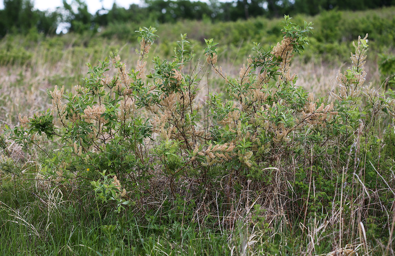 Image of Salix bebbiana specimen.