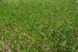 Trifolium alpestre