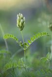 Astragalus cicer. Верхушка побега с соцветием. Карачаево-Черкесия, Карачаевский р-н, г. Теберда, пустырь. 22.06.2024.