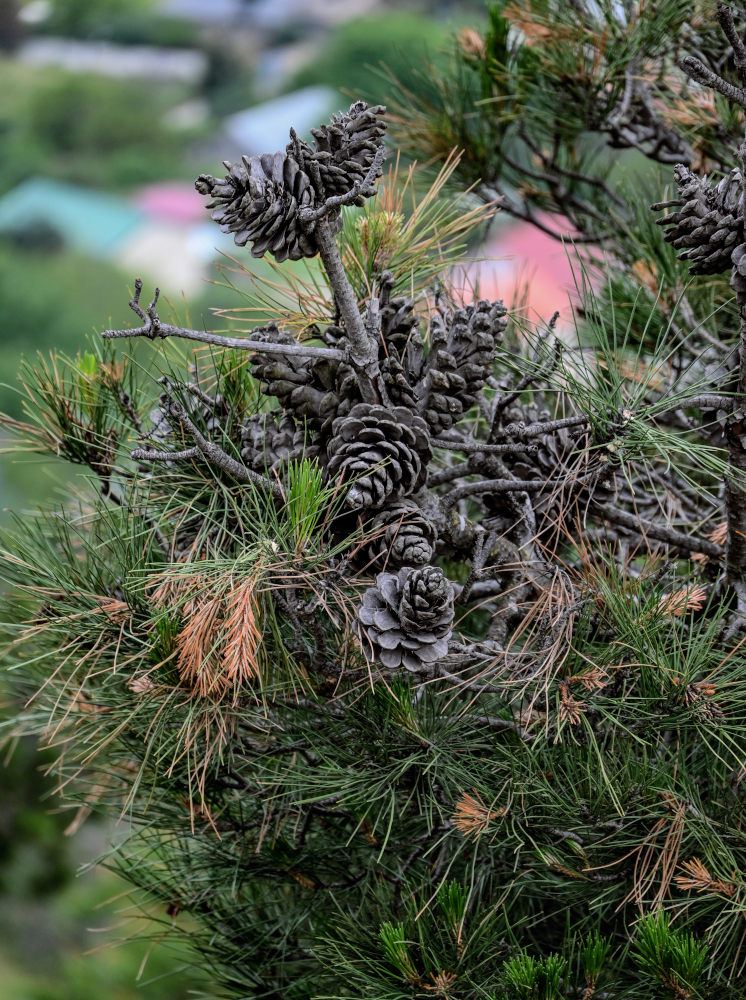 Изображение особи Pinus pityusa.