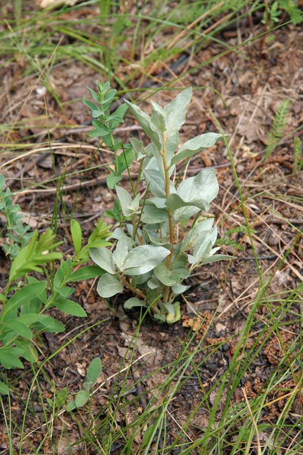 Изображение особи Elaeagnus commutata.