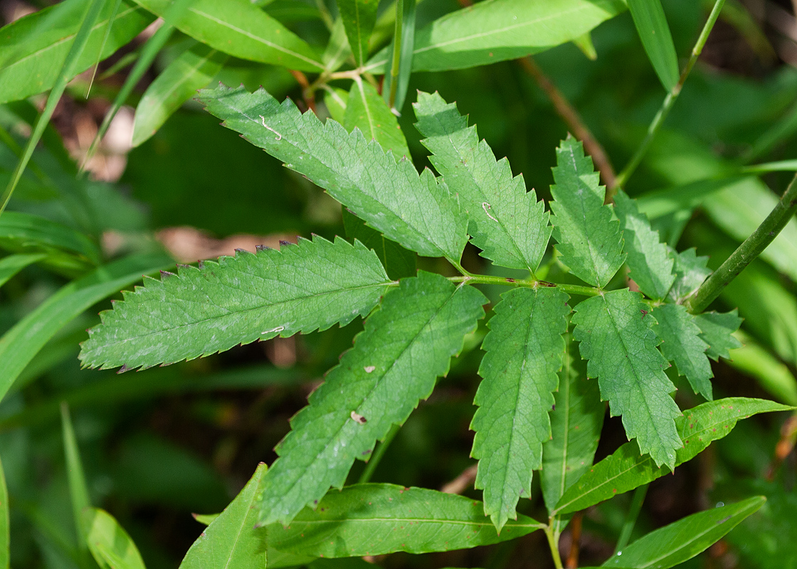 Изображение особи Sanguisorba tenuifolia.
