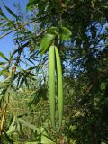 Periploca graeca