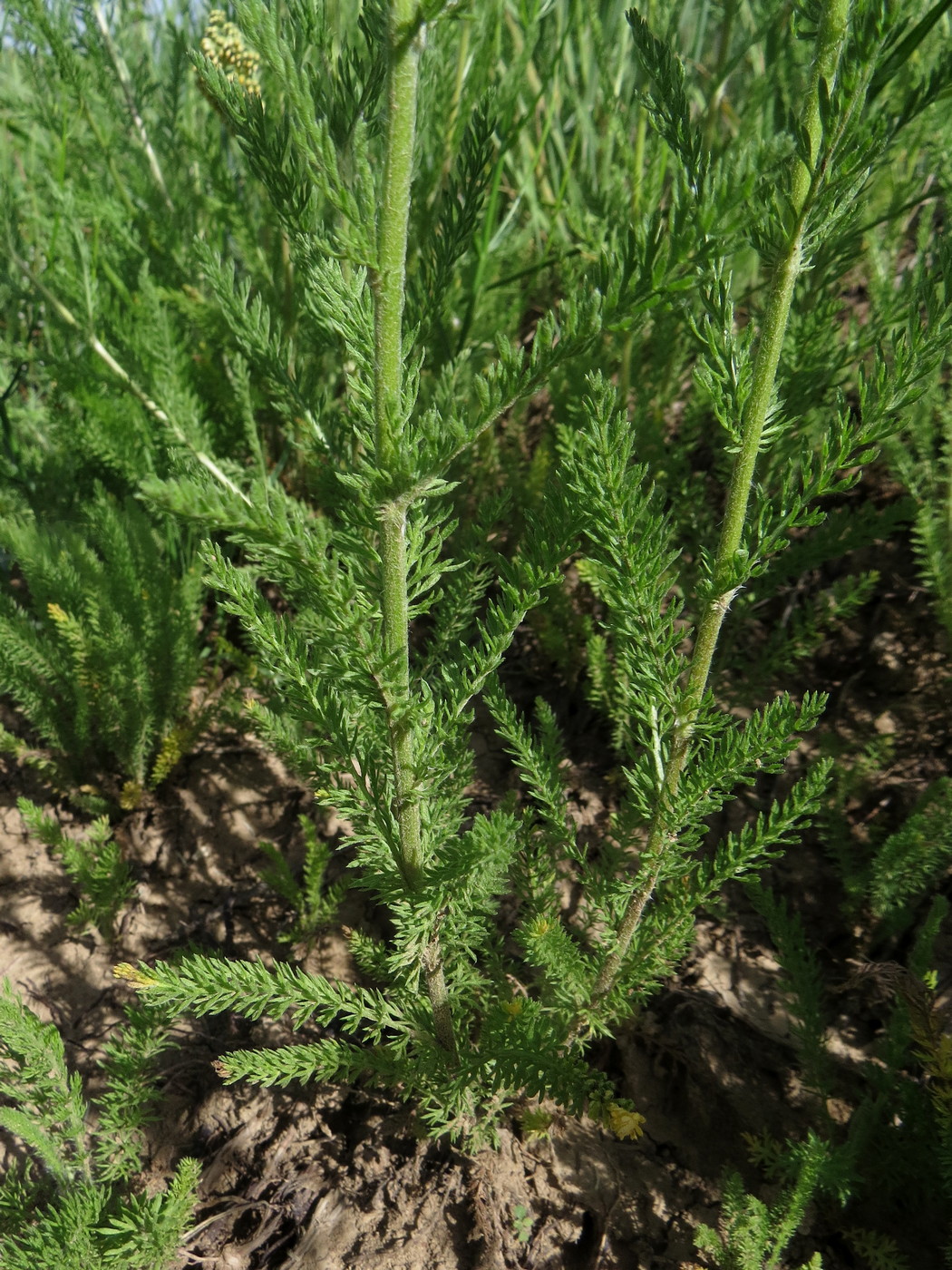 Image of Achillea arabica specimen.