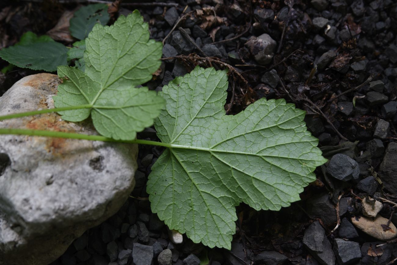 Изображение особи род Heracleum.