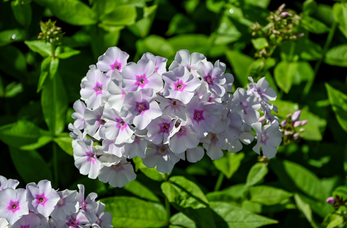 Изображение особи Phlox paniculata.