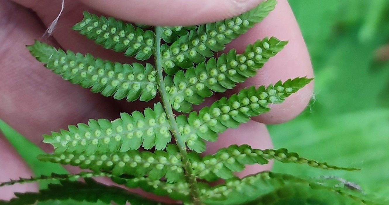 Image of Dryopteris filix-mas specimen.